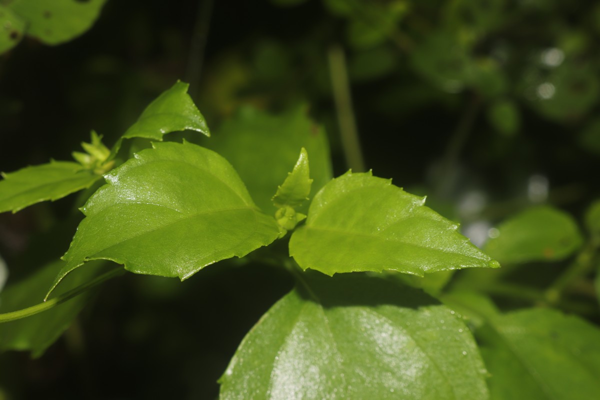 Wollastonia biflora (L.) DC.